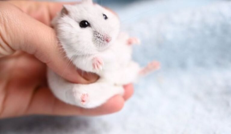Hamster PFP: Cute, Funny, and Creative Ideas for Your Profile Picture Hamster PFP